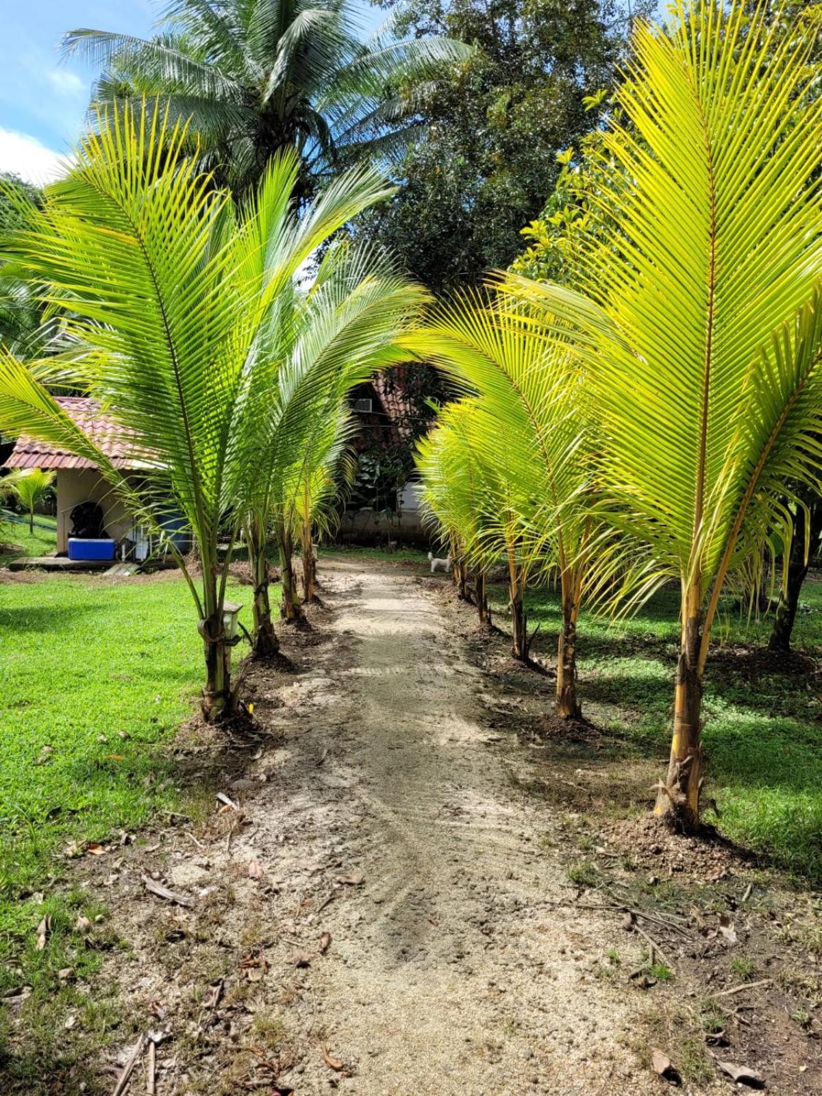 Villas Maria Luisa Uvita Buitenkant foto